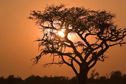 Rundreisen nach Botswana  ein Besuch im Paradies Okavango-Delta vom Rundreise Spezialisten