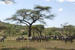 Rundreisen durch Simbabwe – die einstige Kornkammer Südafrikas erkunden vom Rundreise Spezialisten